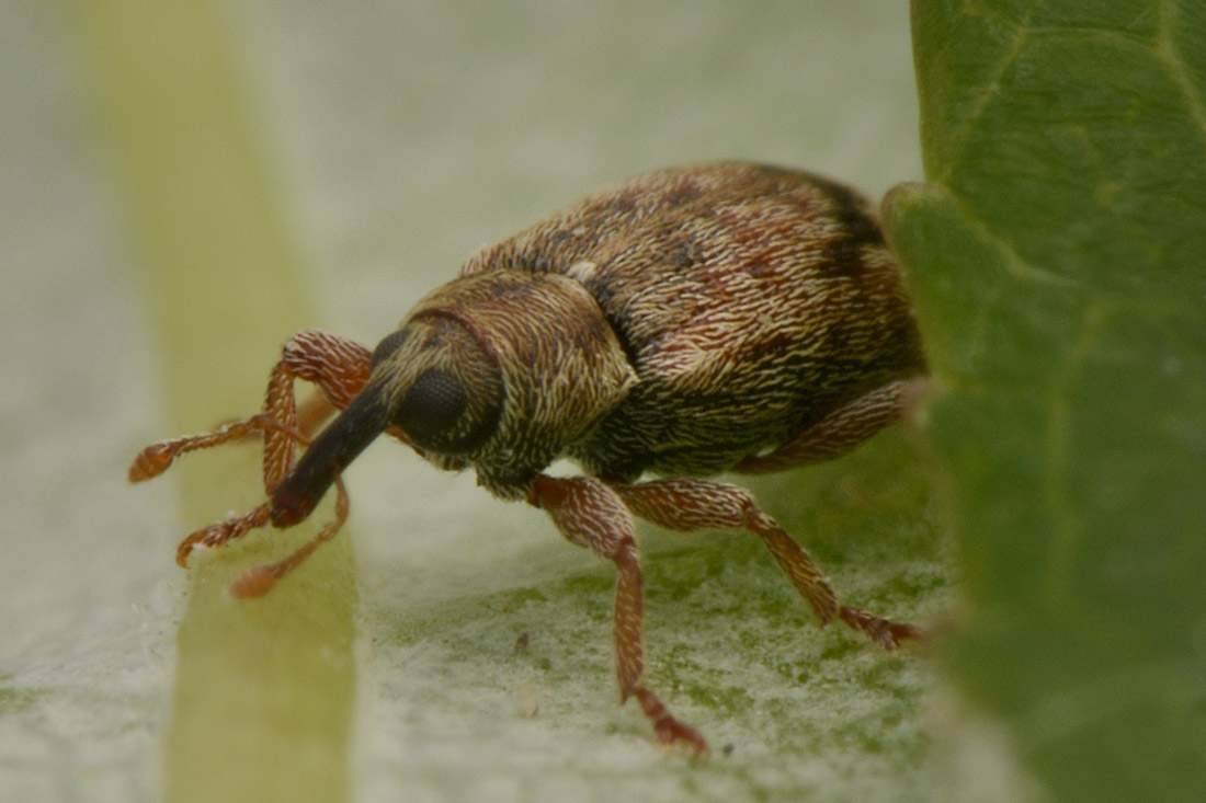 Curculionidae: Ellescus infirmus?  S !